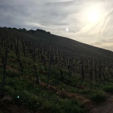 Weingut Immich-anker * Enkirch