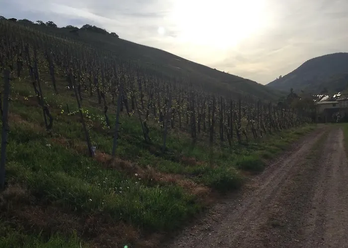 Weingut Immich-anker