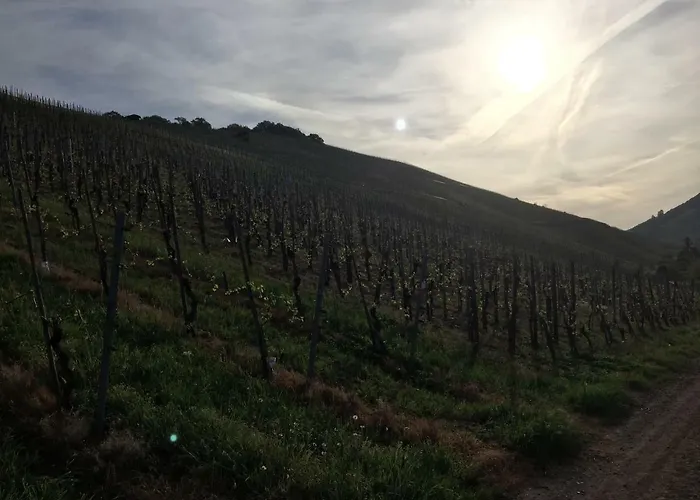 Weingut Immich-anker * Enkirch